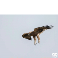 گونه عقاب پر پا Booted Eagle 